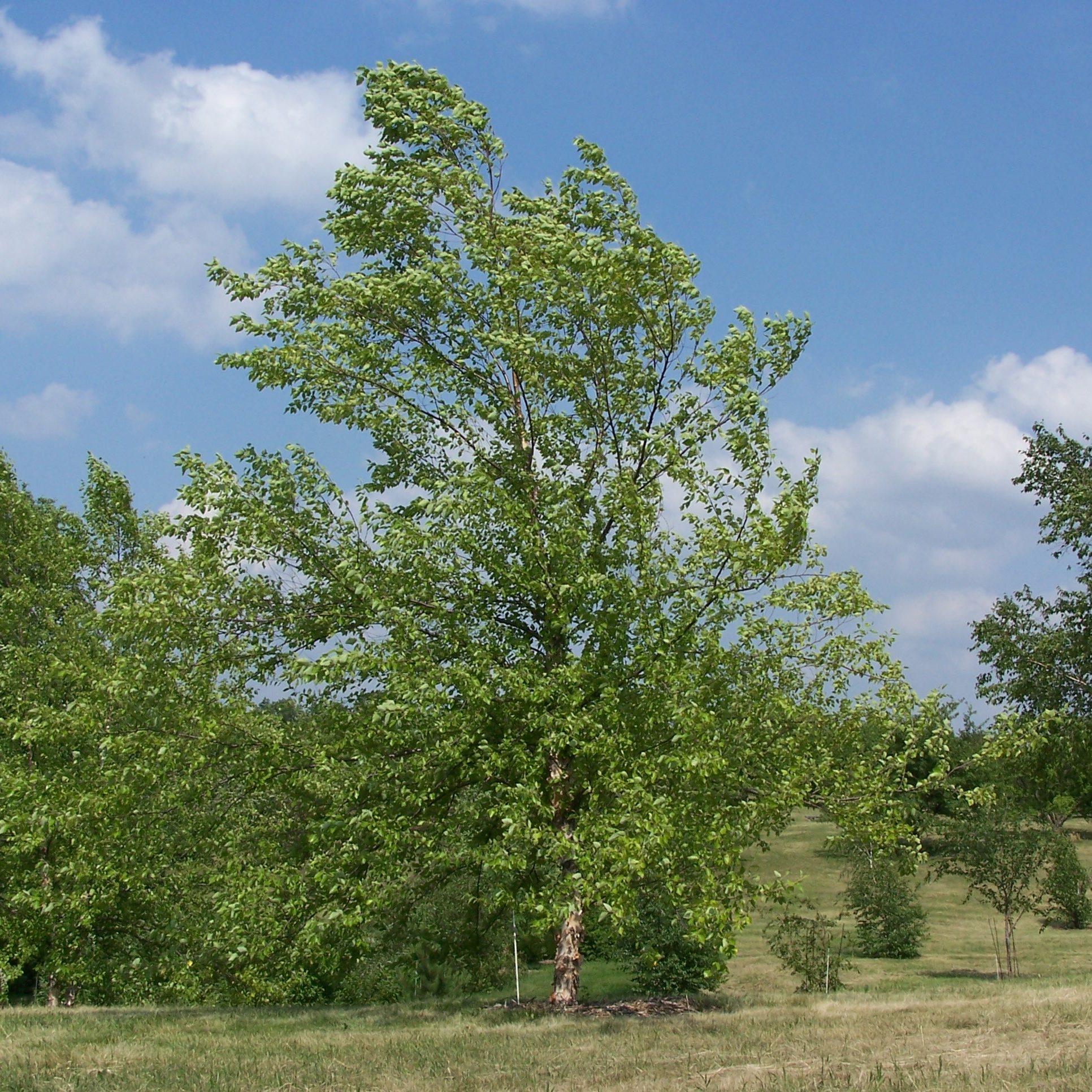 River_Birch_Betula_nigra