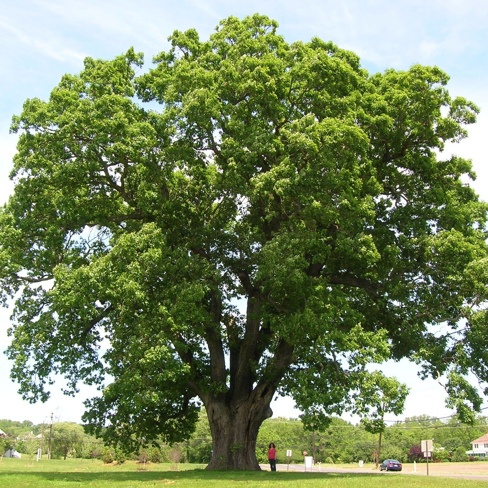 white oak tree - large species