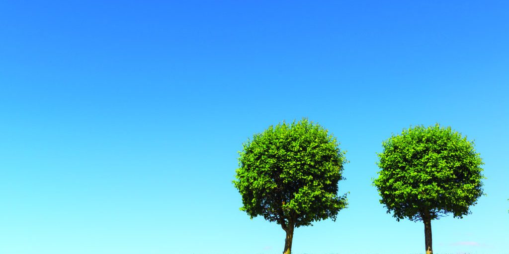 Two lonely tree on a green meadow on a clear blue sky