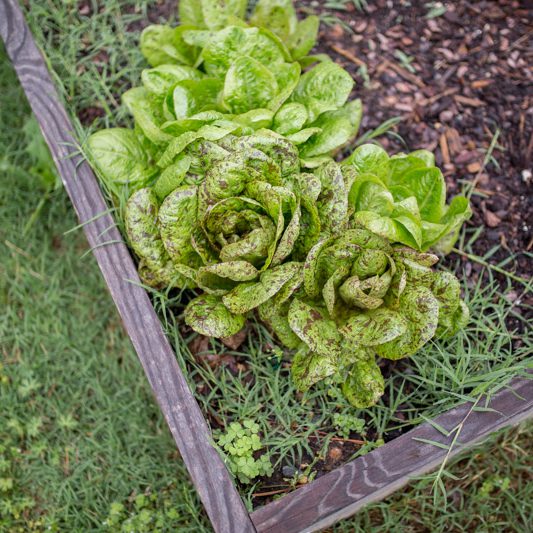 Friends of Community Gardens were planting like crazy.